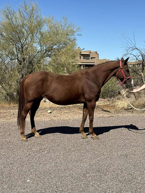 sorrel-barrel-breeding-horse