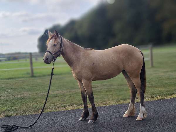 lp-with-back-white-socks-pony