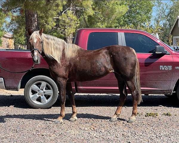 trail-riding-western-riding-rocky-mountain-horse