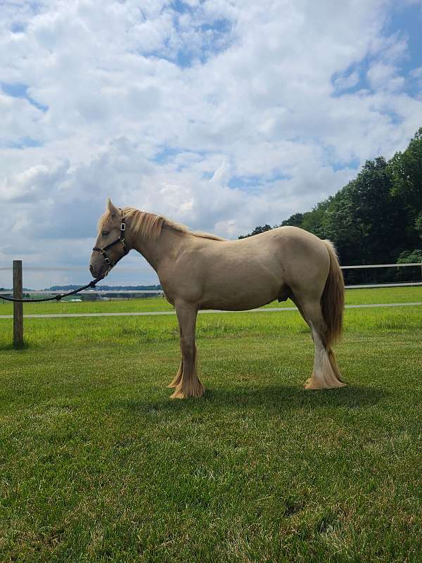 palomino-back-white-socks-horse