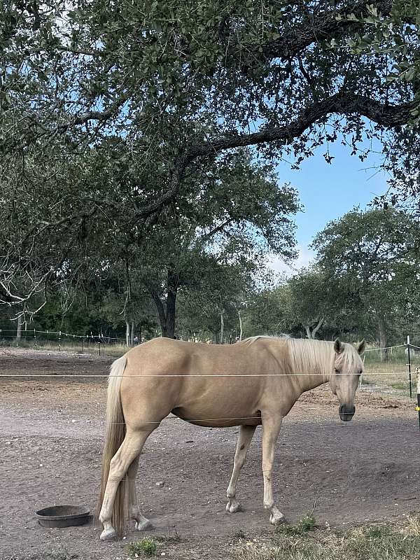 on-off-fore-coronet-star-horse