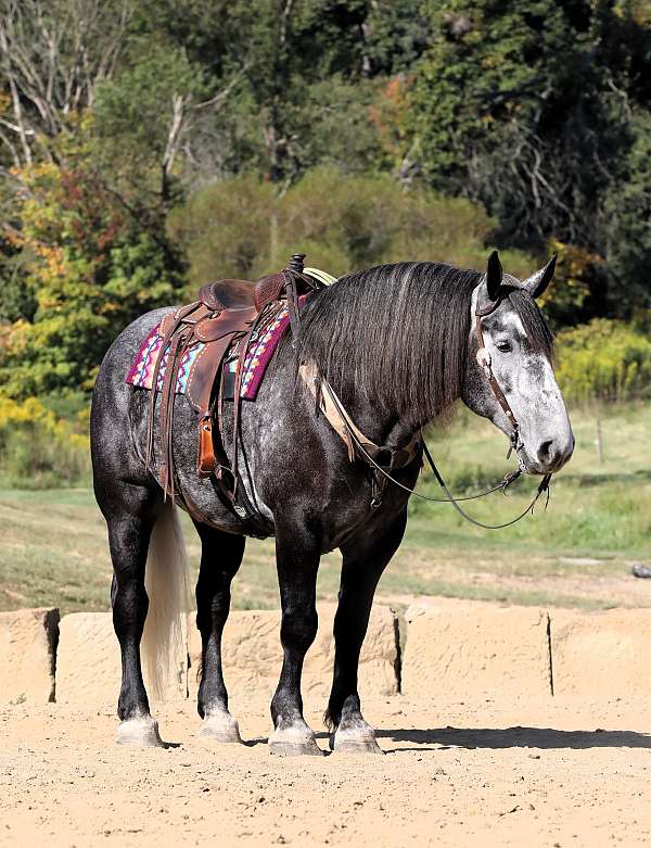 dappled-horse