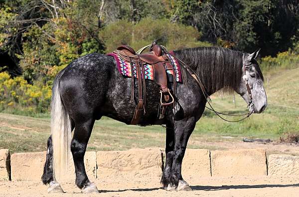 all-around-draft-horse