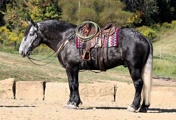 grey-dappled-horse