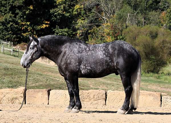 athletic-draft-horse