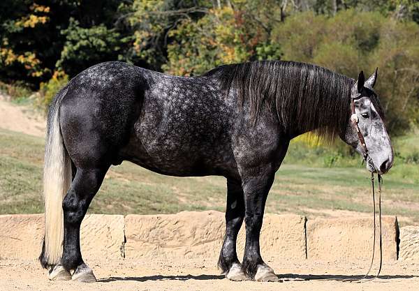 beginner-draft-horse