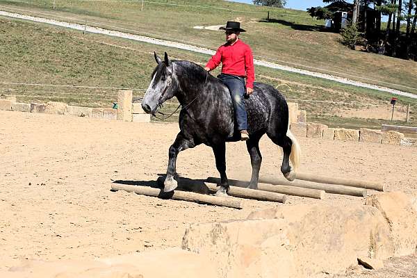 dappled-draft-horse