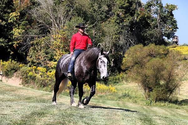 draft-horse