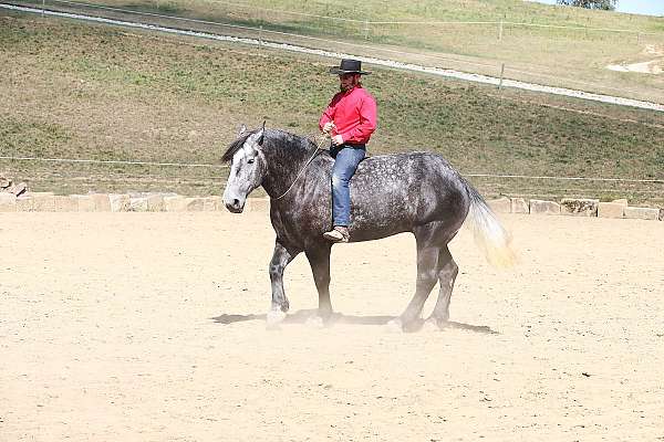 driving-draft-horse