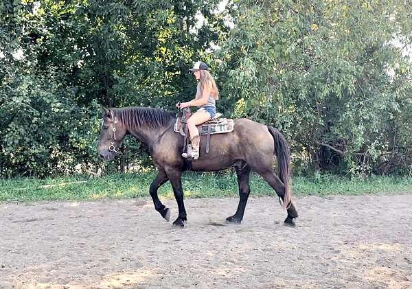 beginner-warmblood-horse