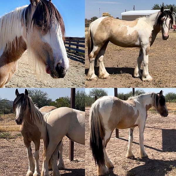 buckskin-gypsy-filly-vanner-horse