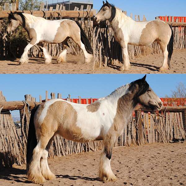 buckskin-gypsy-filly-vanner-horse