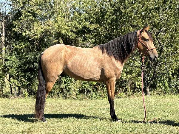 online-horse-sales-tennessee-walking