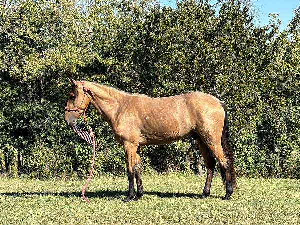 trail-horse-tennessee-walking