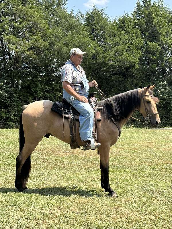 gentle-horse-tennessee-walking