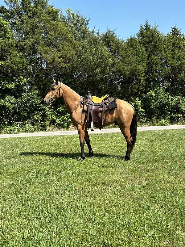 my-horse-connection-tennessee-walking