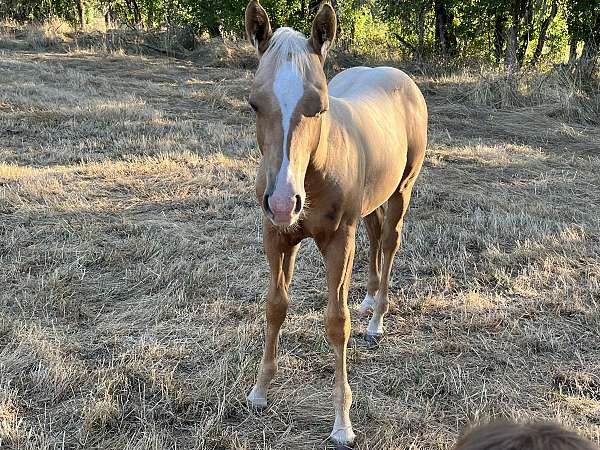 all-around-quarter-horse