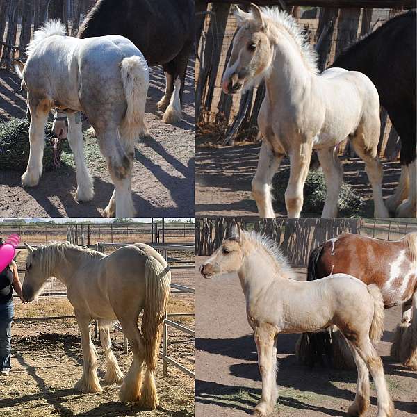 sooty-palomino-gypsy-vanner-horse