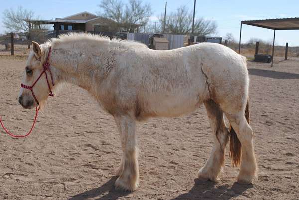 sooty-palomino-gypsy-vanner-horse