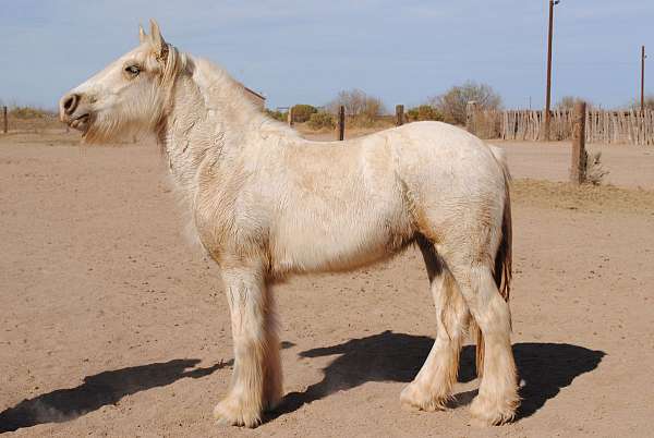 badger-gypsy-vanner-horse