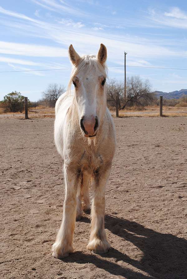 badger-face-gypsy-vanner-horse