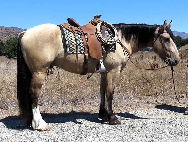 all-around-draft-horse