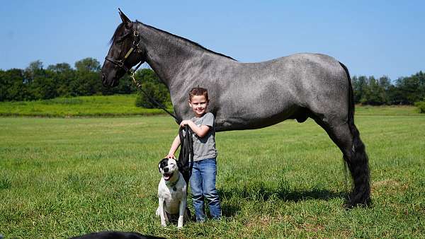 blue-roan-west-horse