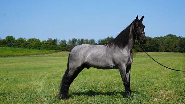 trail-horse-tennessee-walking