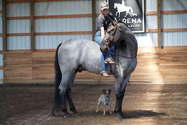 family-horse-tennessee-walking