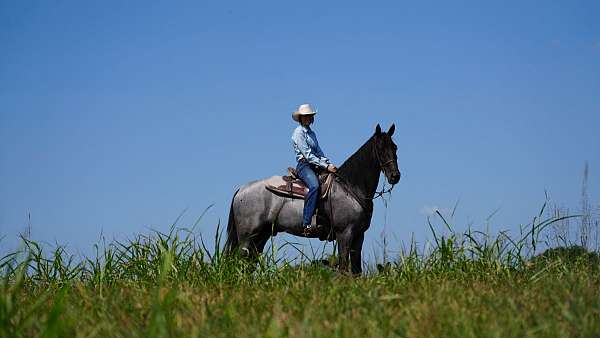 gentle-horse-tennessee-walking