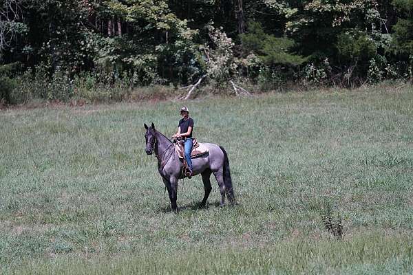 my-horse-connection-tennessee-walking