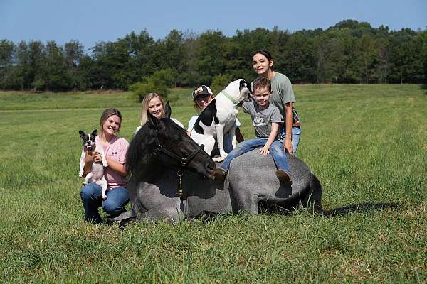 gun-safe-horse-tennessee-walking