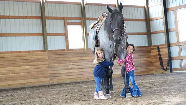 horse-for-sale-tennessee-walking