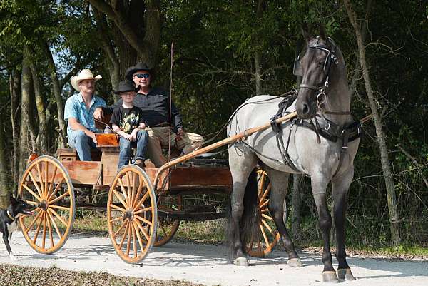 western-horse-tennessee-walking