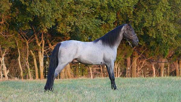 western-dressage-horse-tennessee-walking