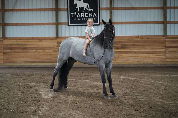 kid-friendly-tennessee-walking-horse