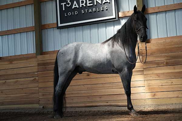 kid-safe-tennessee-walking-horse