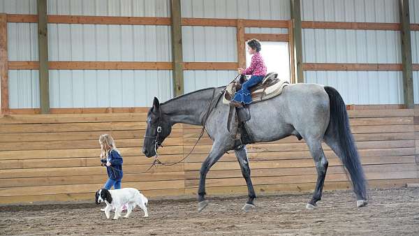 trail-horse-for-sale-tennessee-walking