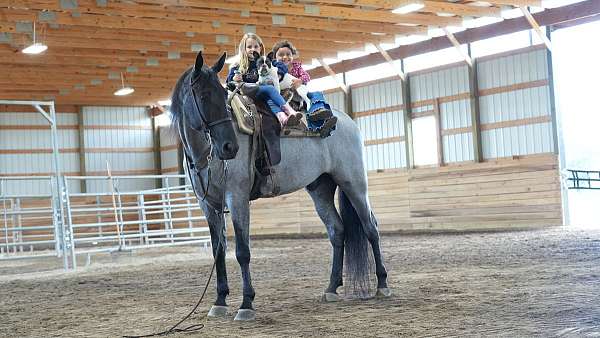 all-around-tennessee-walking-horse