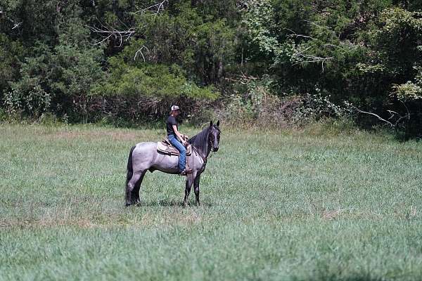 traffic-safe-horse-tennessee-walking