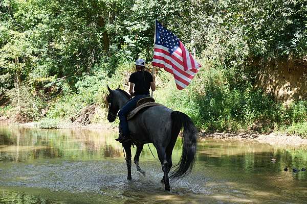 online-horse-sales-tennessee-walking