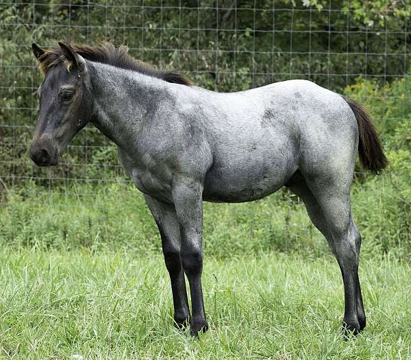 1-hand-quarter-horse-colt