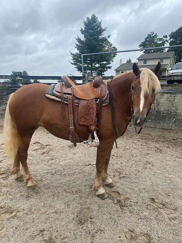 chestnut-haflinger-mare