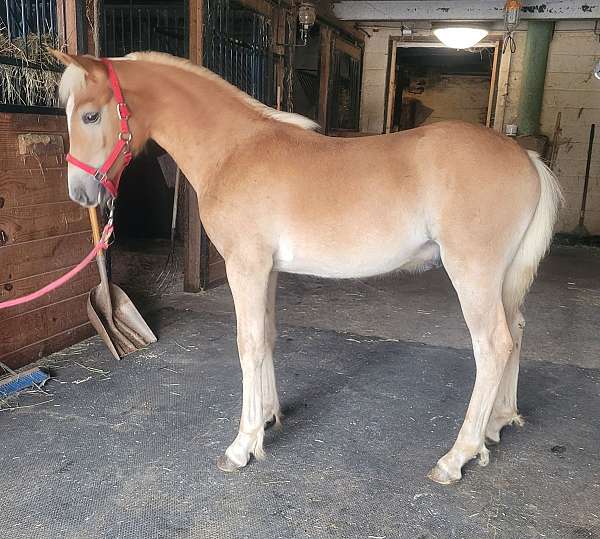 halter-sport-haflinger-horse