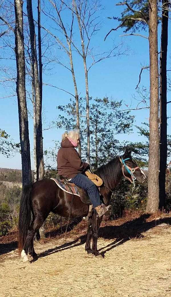 breeding-kentucky-mountain-horse