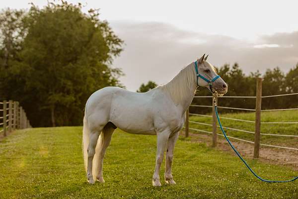 barrel-racing-quarter-horse