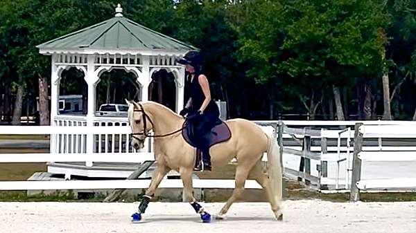 palomino-western-dressage-pony