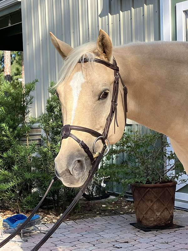 beautiful-palomino-quarter-pony