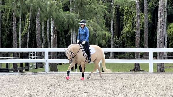 mare-141hh-quarter-pony