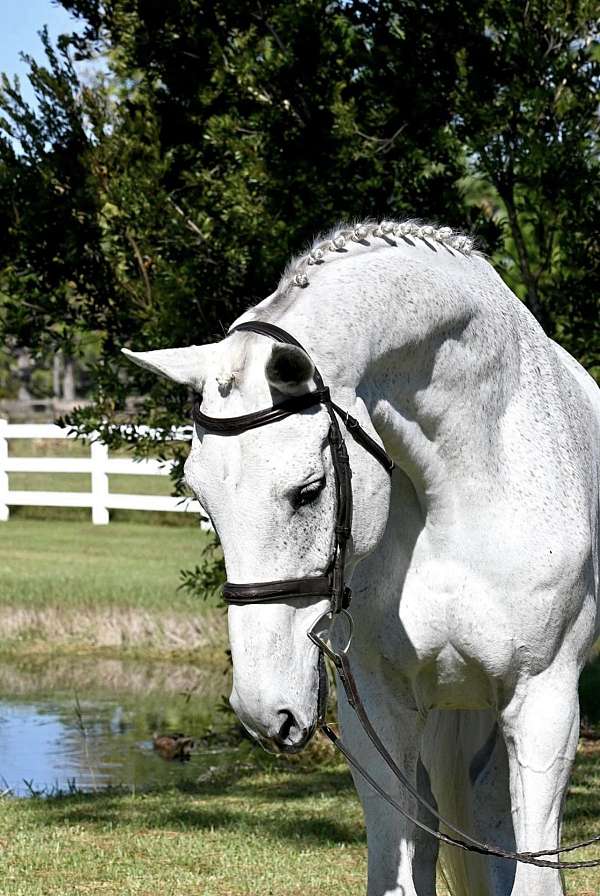 hanoverian-horse-for-sale